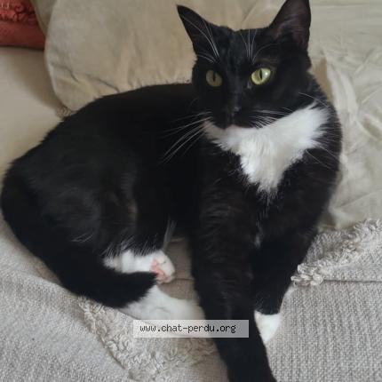 Photo de chat perdu à Ouveillan