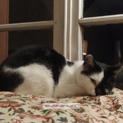 Photo de chat perdu à Sens