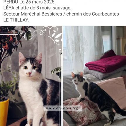 Photo 1/1 Chat retrouvé Perdu à Le Thillay