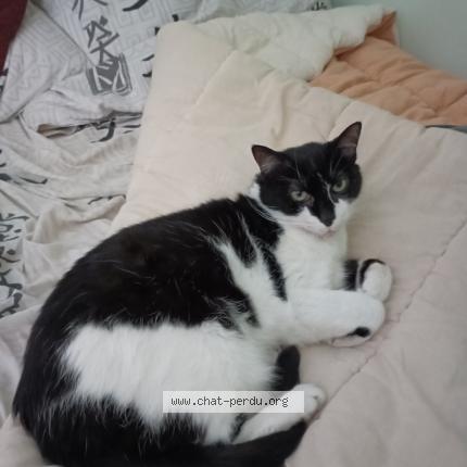 Photo 1/1 Chat retrouvé Perdu à Chateauroux