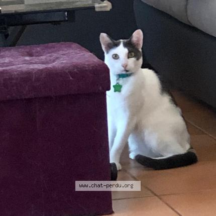 Photo 1/1 Kirikou Chat perdu à Tourrette levens