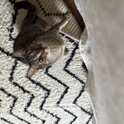 Photo de chat perdu à Paris