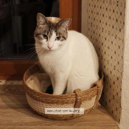 Photo 1/1 Chat retrouvé Perdu à Loubens