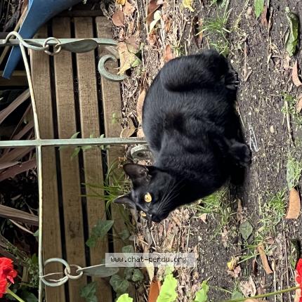 Photo de chat perdu à Bordeaux