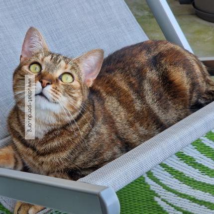 Photo de chat perdu à L Isle Adam