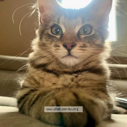 Photo 1/1 Chat retrouvé Perdu à Lognes