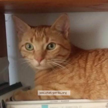 Photo 1/1 Sun Chat perdu à Senergues