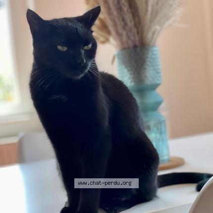 Photo 1/1 Caramel Chat perdu à Eckbolsheim