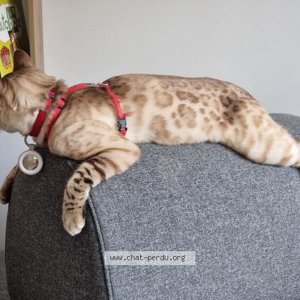 Photo de chat perdu à Brest