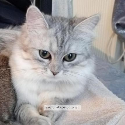 Photo 1/1 Zazou Chat perdu à Meaux