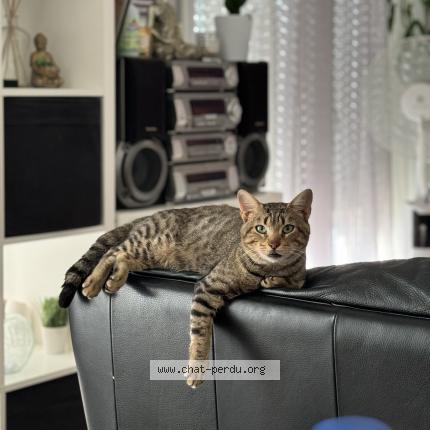 Photo 1/1 Sans nom Chat perdu à Saint jacques de la lande