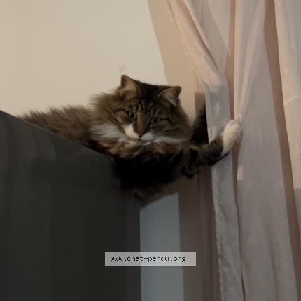 Photo de chat perdu à St Paul En Born