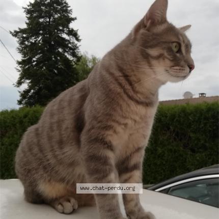 Photo 1/1 Chat retrouvé Perdu à Vitreux