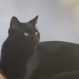 Photo de chat perdu à Saint Trivier Sur Moignans