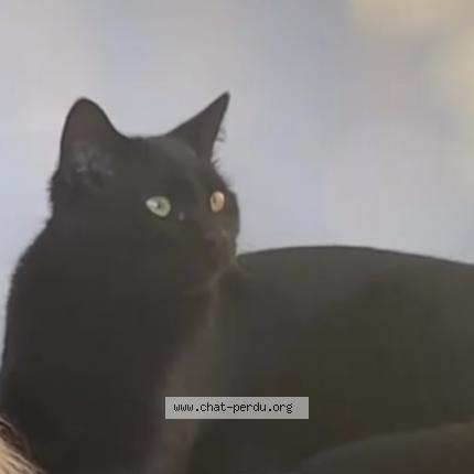 Photo 1/1 Chat retrouvé Perdu à Saint trivier sur moignans