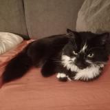 Photo de chat perdu à 78190 Trappes