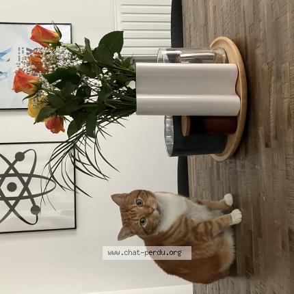 Photo de chat perdu à Verneuil L Etang
