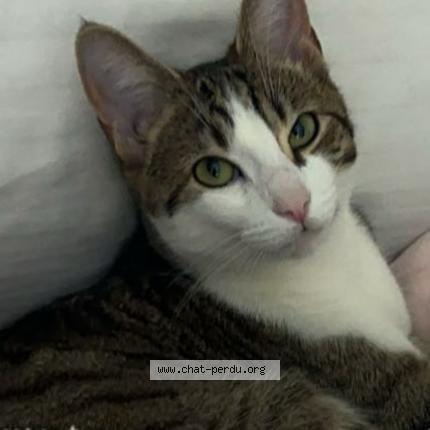 Photo de chat perdu à Colombes