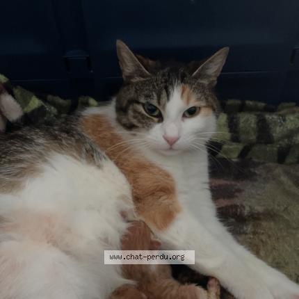 Photo 1/1 Minouche Chat perdu à Montauban