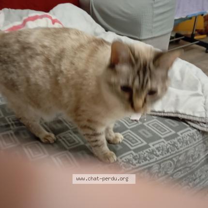 Photo 1/1 Nala Chat perdu à Le raincy