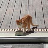 Photo de chat trouvé à Viroflay