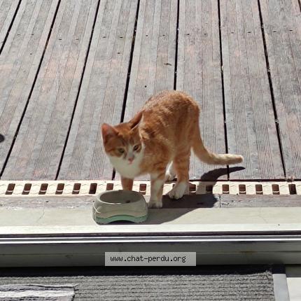 Photo 1/1 Chat retrouvé Trouvé à Viroflay