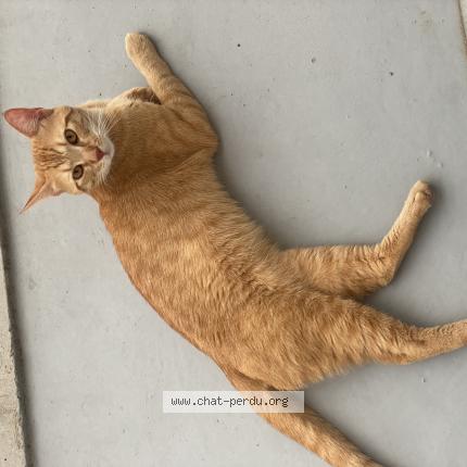 Photo de chat perdu à Viry Chatillon