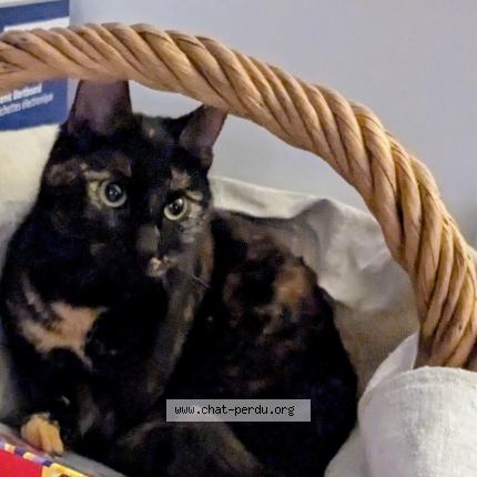 Photo 1/1 Wanda Chat perdu à Vandoeuvre les nancy