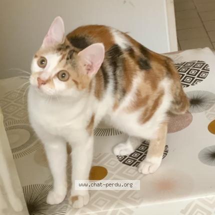 Photo de chat perdu à Aix Noulette