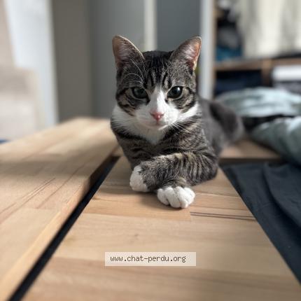 Photo de chat perdu à Simandre