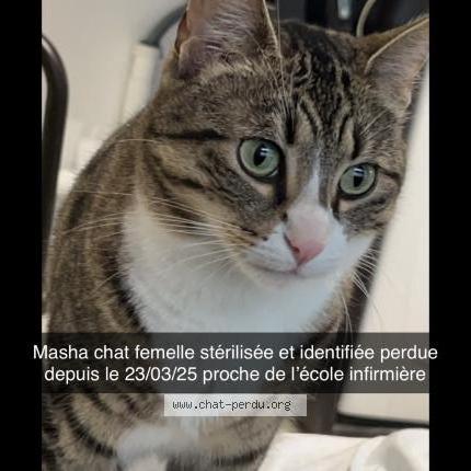 Photo 1/1 Chat retrouvé Perdu à Montelimar