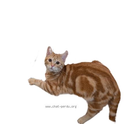 Photo 1/1 Francis Chat perdu à Jouy le moutier