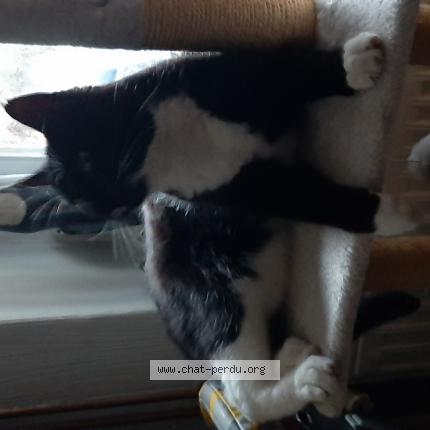 Photo de chat perdu à Richemont