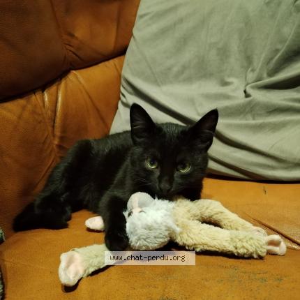 Photo 1/1 yumi Chat perdu à Chaniers