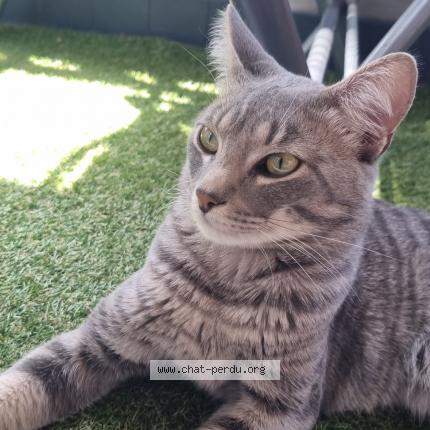 Photo de chat perdu à Meudon La Foret