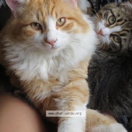 Photo 1/1 Chat retrouvé Perdu à Beaumont Les Valence