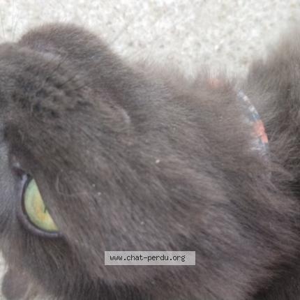 Photo 1/1 Pumkin Chat perdu à Noailles