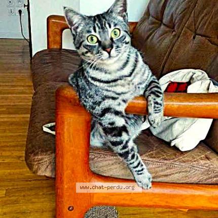 Photo 1/1 Gri-Gri Chat perdu à Bagneres de bigorre