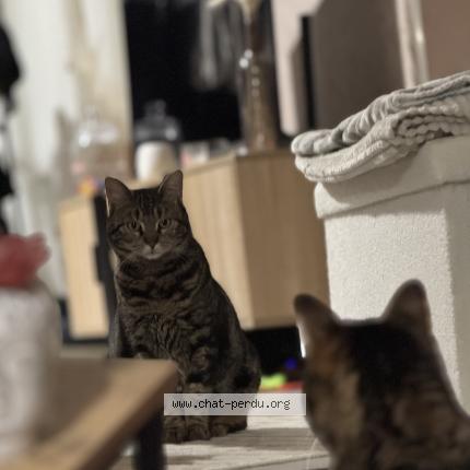 Photo 1/1 Vaiana Chat perdu à Sens