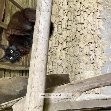 Photo 1/1 Chat retrouvé Trouvé à Castelviel