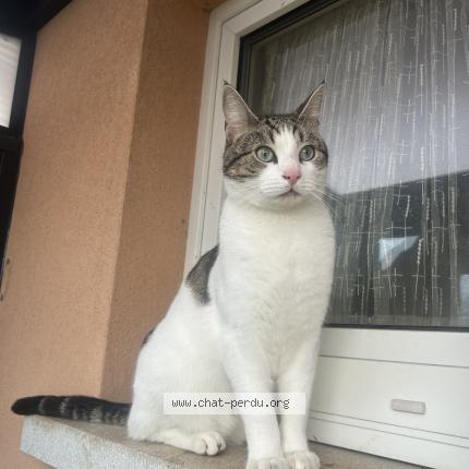 Photo 1/1 Chat retrouvé Perdu à Illkirch