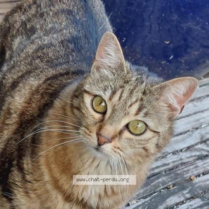 Photo de chat perdu à Marcoussis