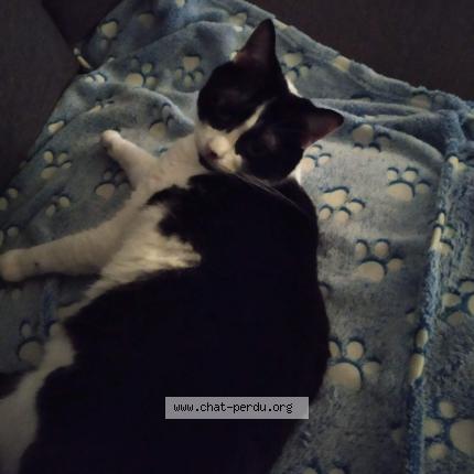 Photo de chat perdu à Chiche