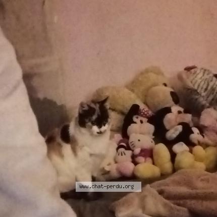 Photo 1/1 Chat retrouvé Perdu à Saint Anne Sur Brivet