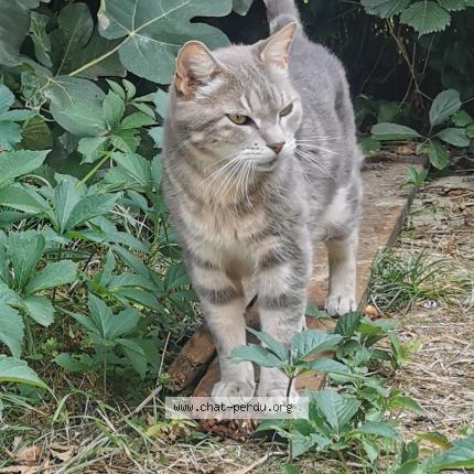 Photo de chat perdu à Saint Lys
