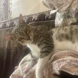 Photo de chat perdu à Ahmedabad