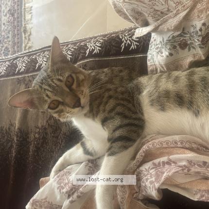 Photo 1/1 Bachchu Chat perdu à Ahmedabad