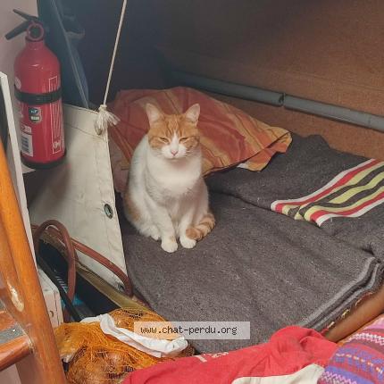Photo 1/1 Chat retrouvé Perdu à Sainte Marine