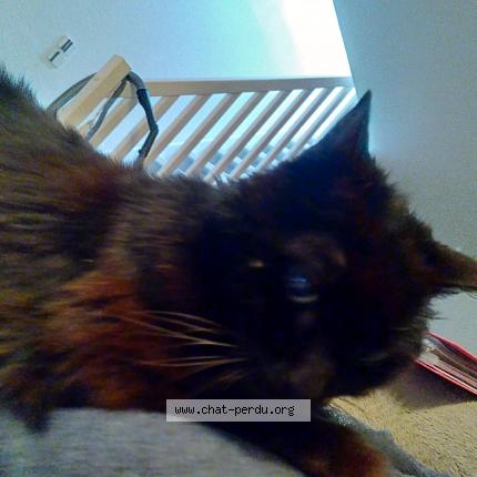 Photo 1/1 Chat retrouvé Perdu à Saint Nazaire