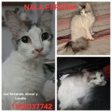 Photo de chat perdu à San Fernando